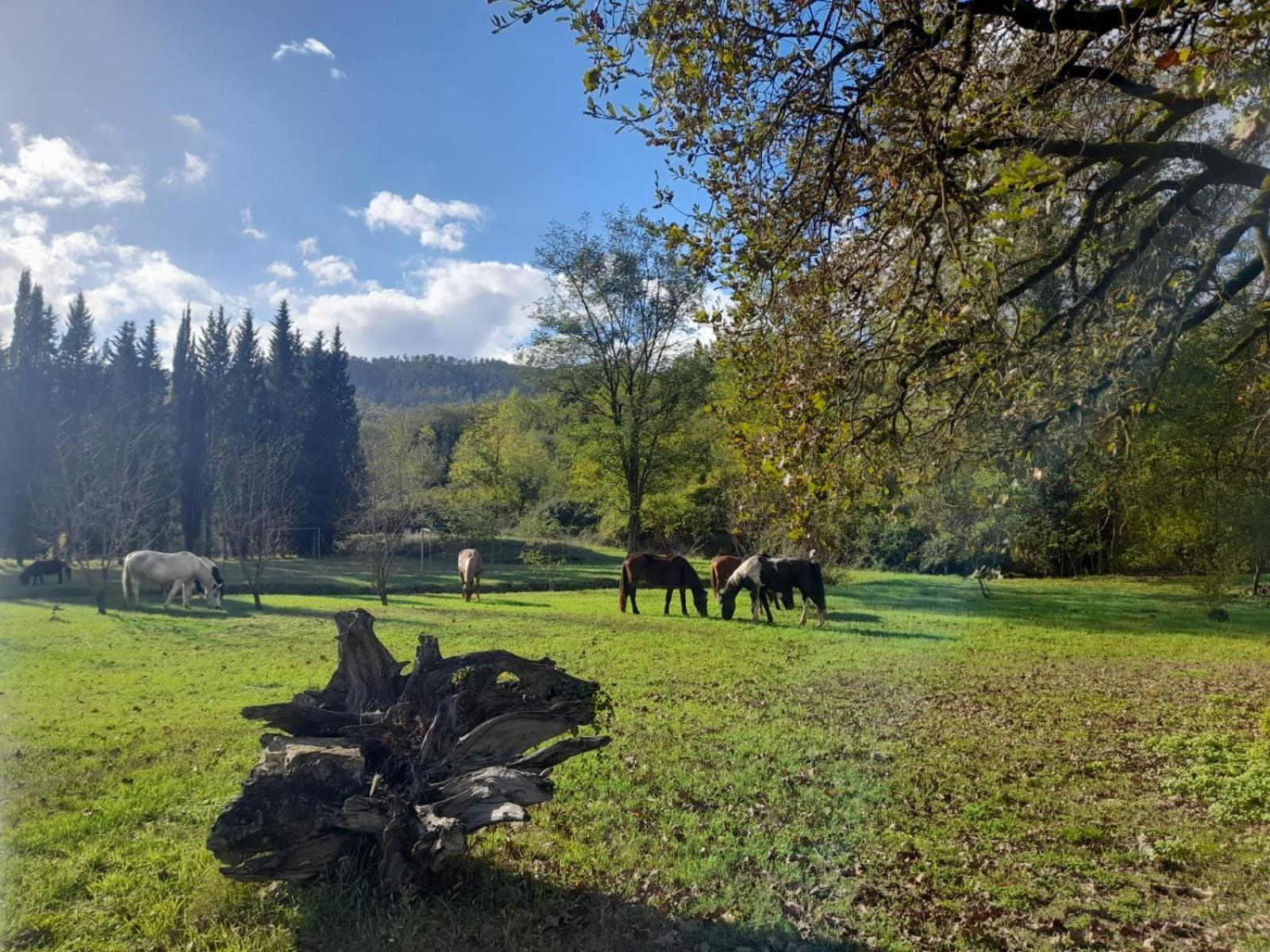 La Casella Antico Feudo Di Campagna Ficulle Extérieur photo