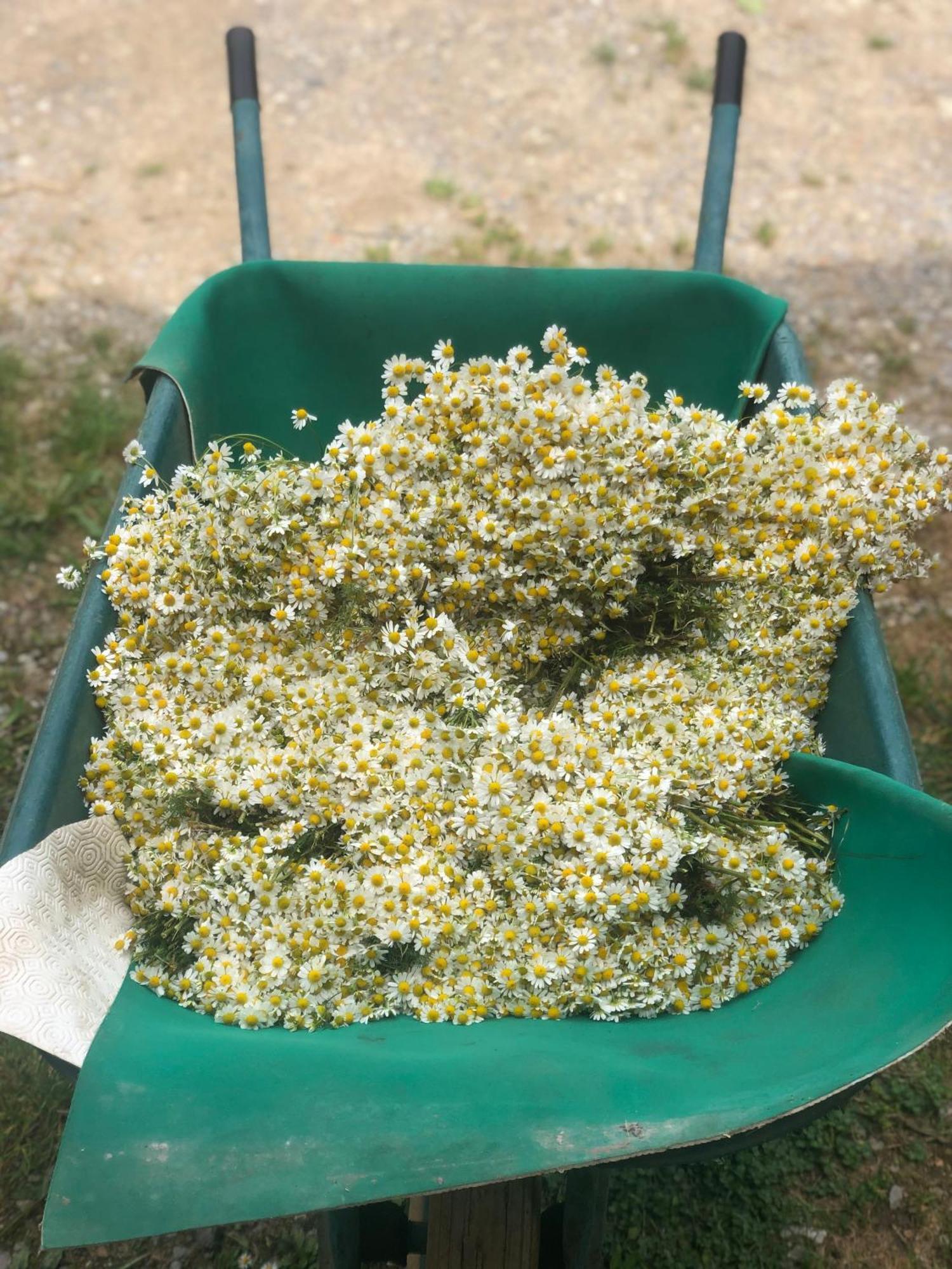 La Casella Antico Feudo Di Campagna Ficulle Extérieur photo